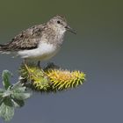 Calidris temminckii....