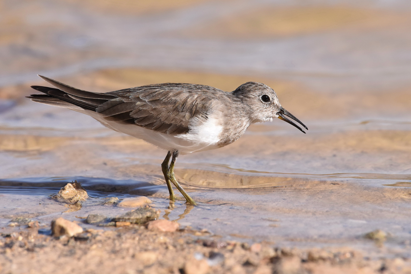 Calidris temminckii