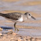 Calidris temminckii