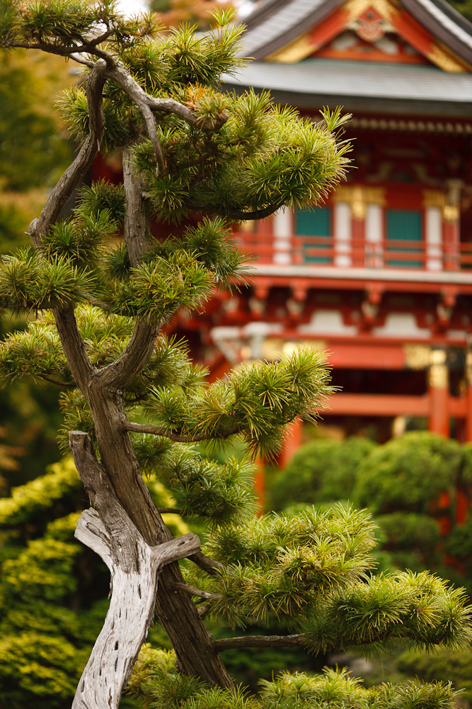 California 8 - Golden Gate Park