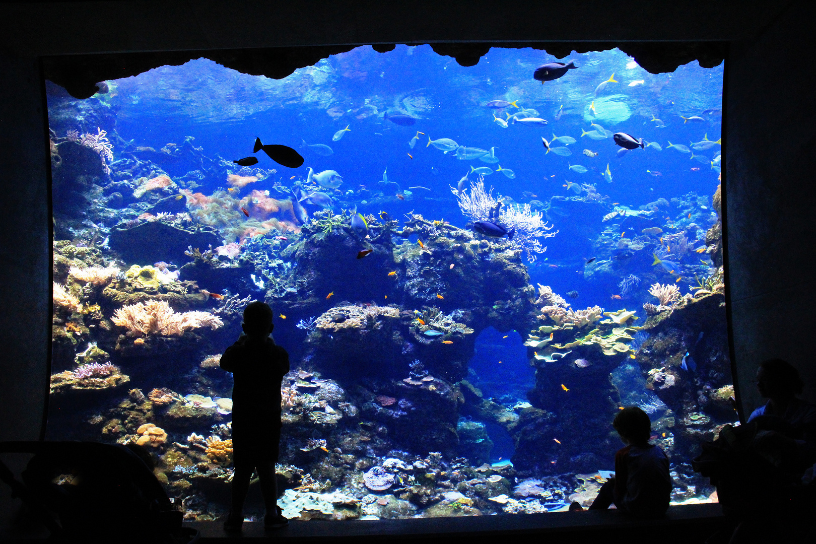 California Academy of Science San Francisco