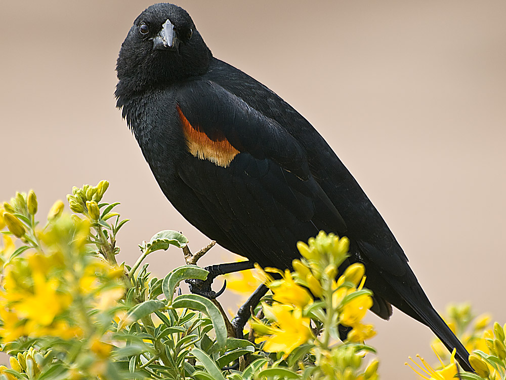 California bird