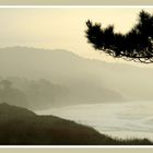 California Coast - Ano Nuevo State Reserve