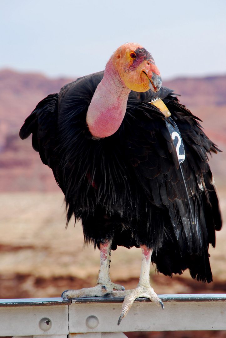 California Condor am Colorado River