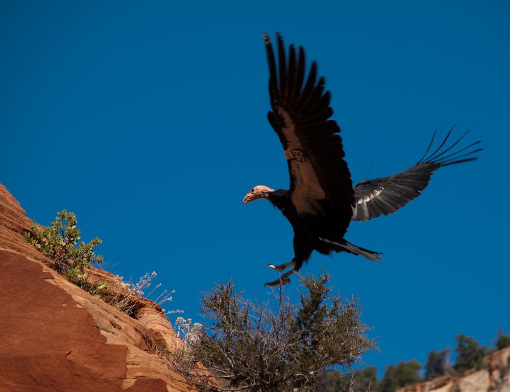 California Condor (Gymnogyps californianus)