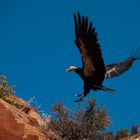 California Condor (Gymnogyps californianus)