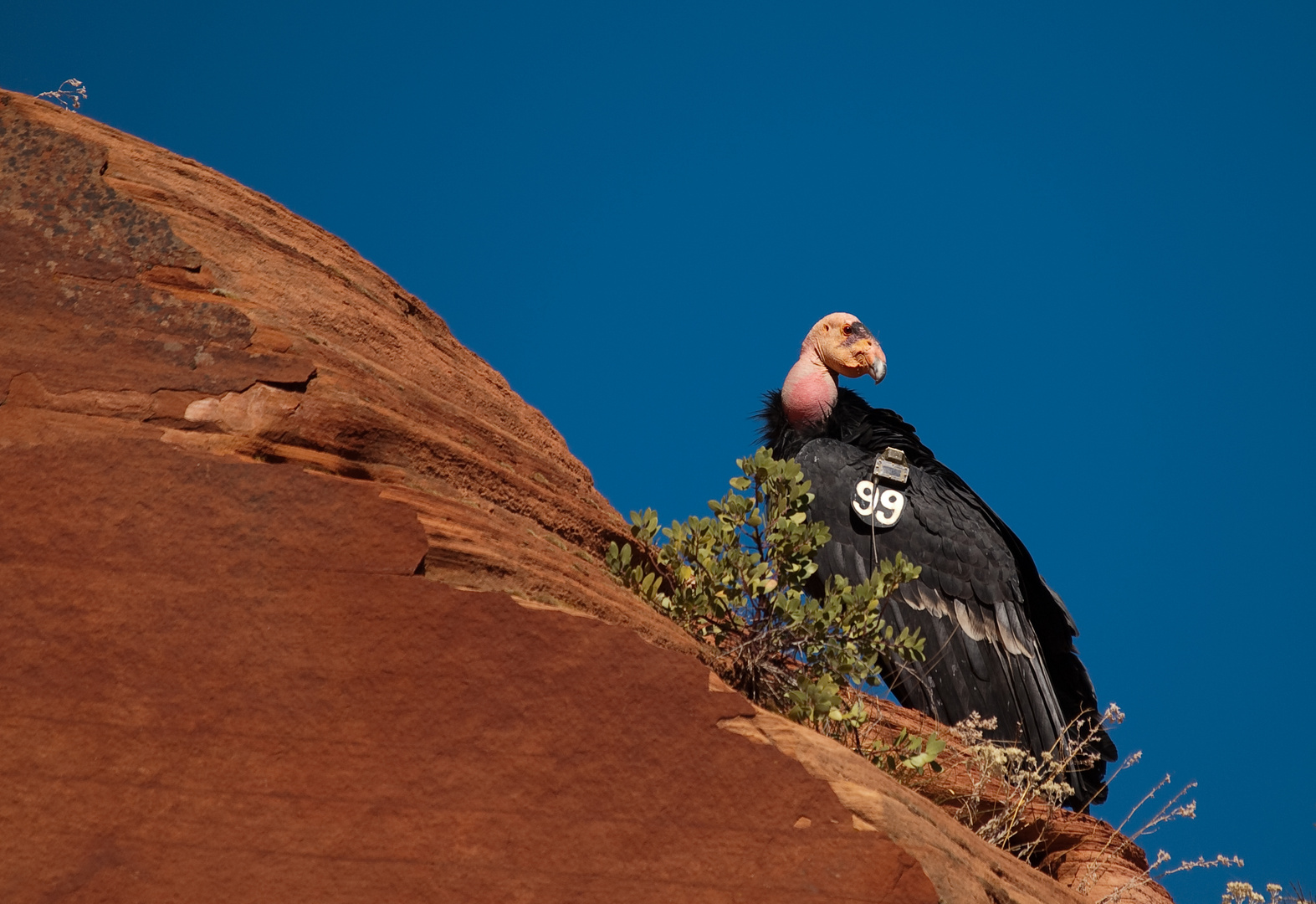 California Condor (Gymnogyps californianus) No.99