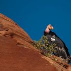 California Condor (Gymnogyps californianus) No.99