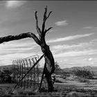 california desert