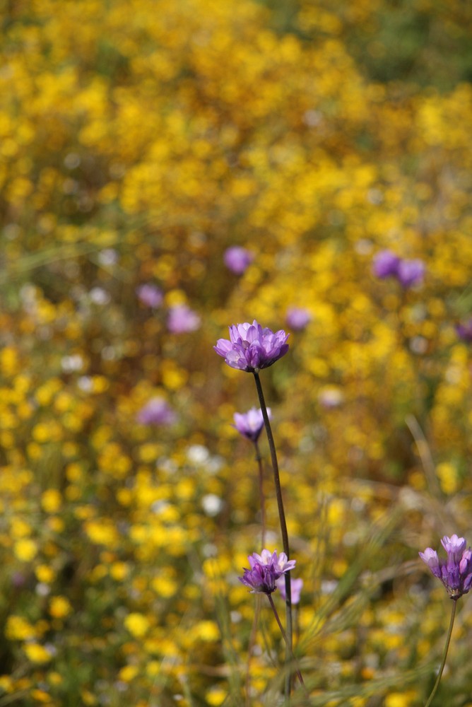 CALIFORNIA DESERT IN SPRING