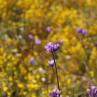 CALIFORNIA DESERT IN SPRING