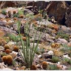 California Desert Vegetation