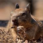 California Ground Squirrel