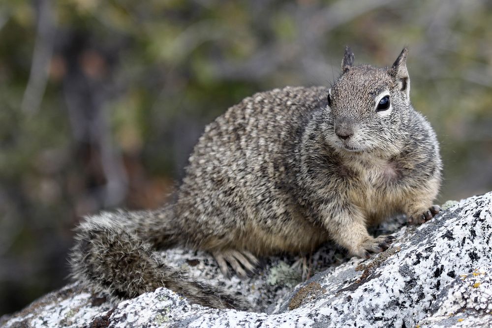 California Ground Squirrel