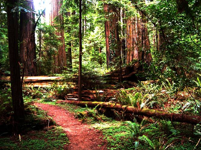 California Humboldt Redwoods