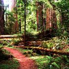 California Humboldt Redwoods