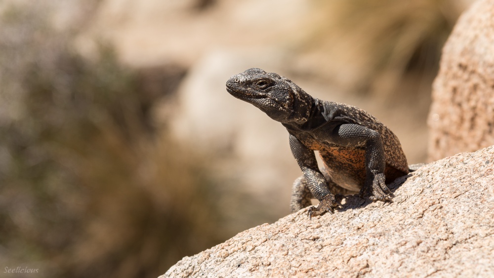 California Lizard