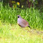 california partridge