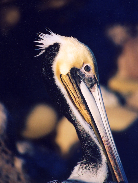 California Pelican