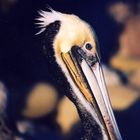 California Pelican