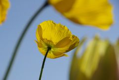 California Poppies