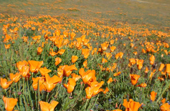 California Poppies