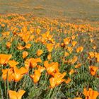 California Poppies