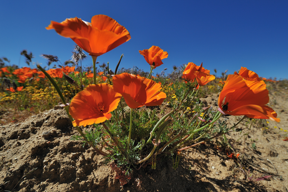 *California Poppies*