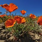 *California Poppies*