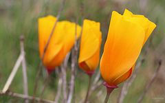 California Poppies