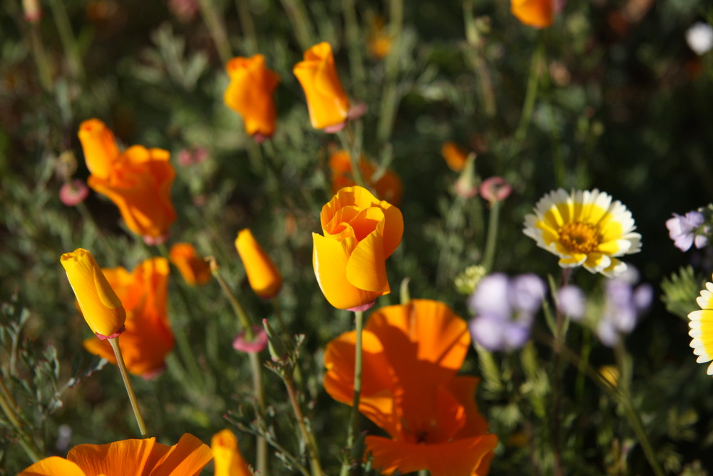 CALIFORNIA POPPIES