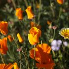 CALIFORNIA POPPIES