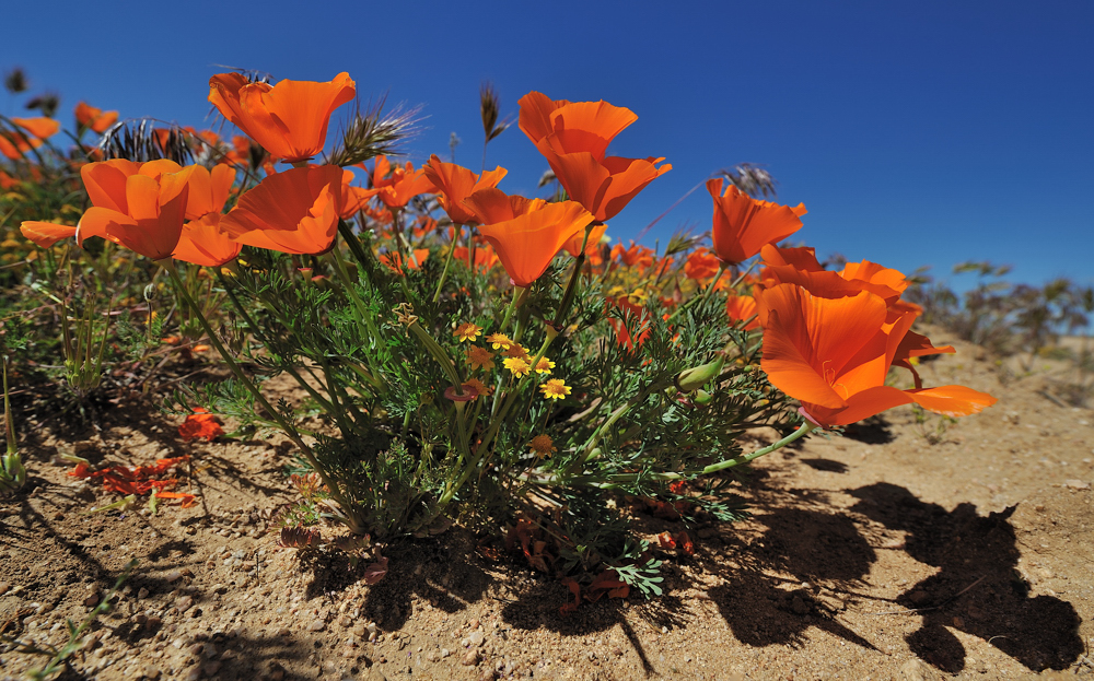 *California Poppies II*