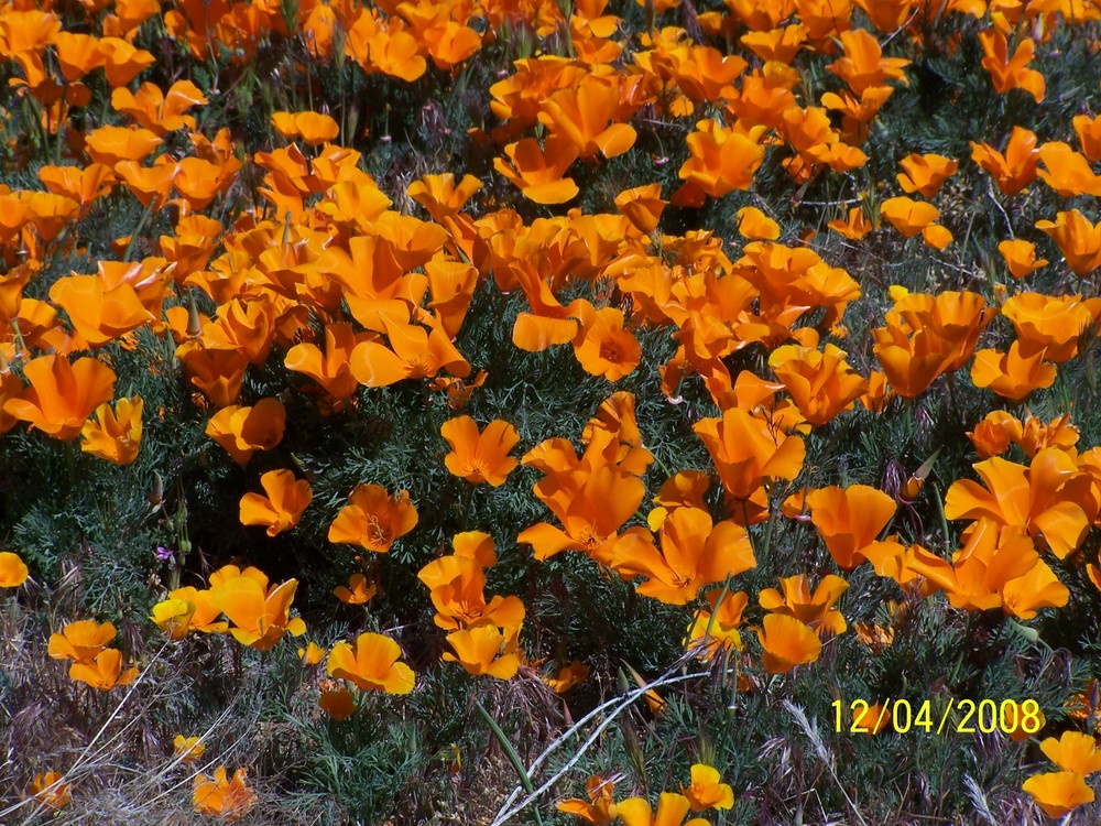 California Poppies in the wild