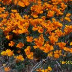 California Poppies in the wild