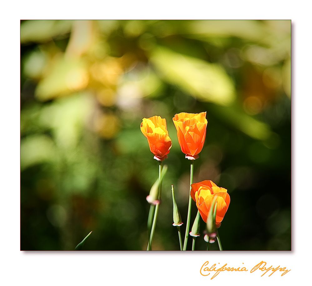 ... California Poppy