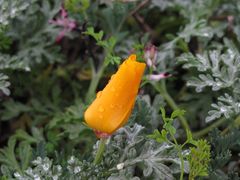 California poppy