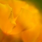 California Poppy