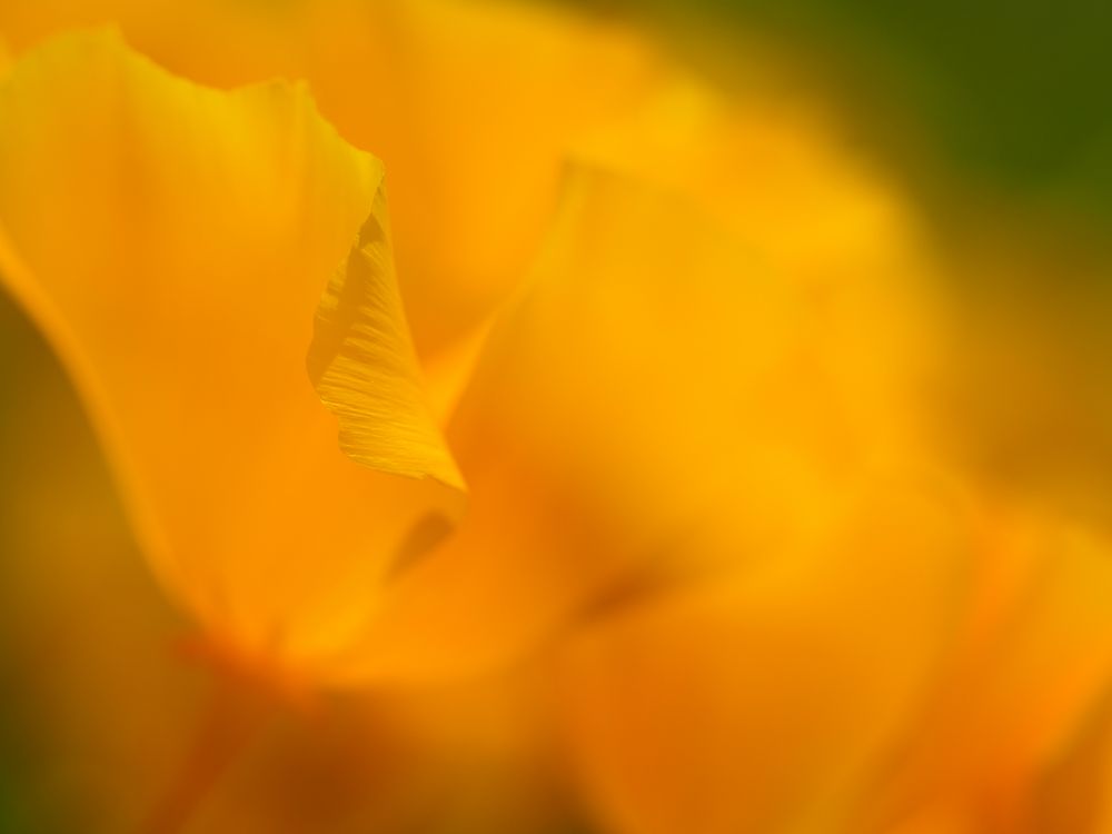 California Poppy