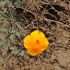 California poppy