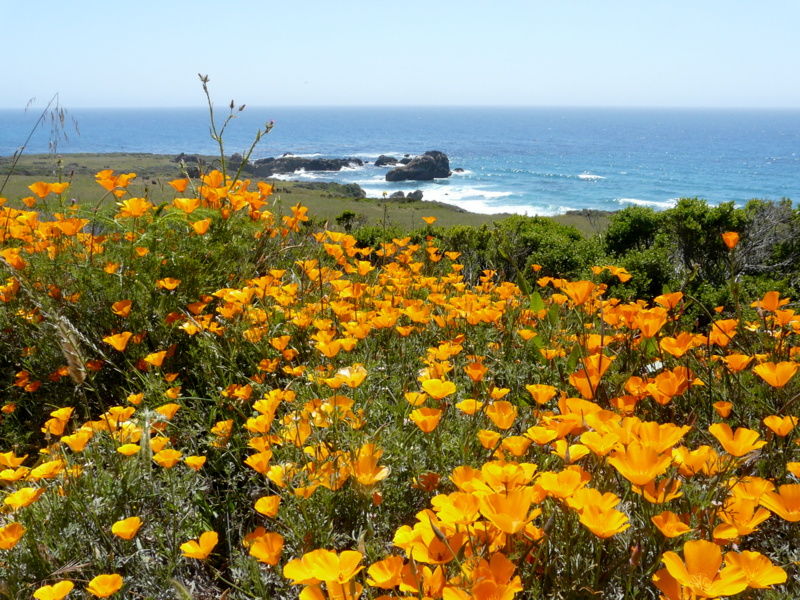 California Poppy Blume