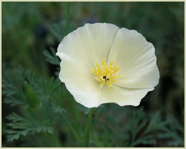 California Poppy (Escholtie)