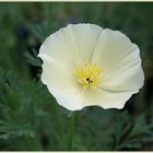 California Poppy (Escholtie)