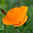 California poppy flower