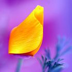 California Poppy gelb