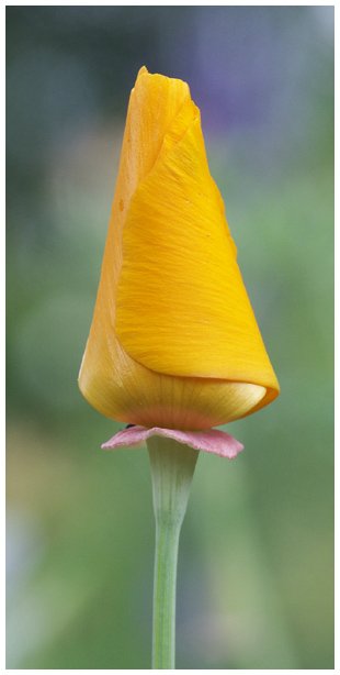 California Poppy (Goldmohn)