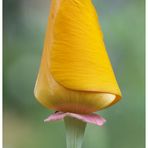 California Poppy (Goldmohn)