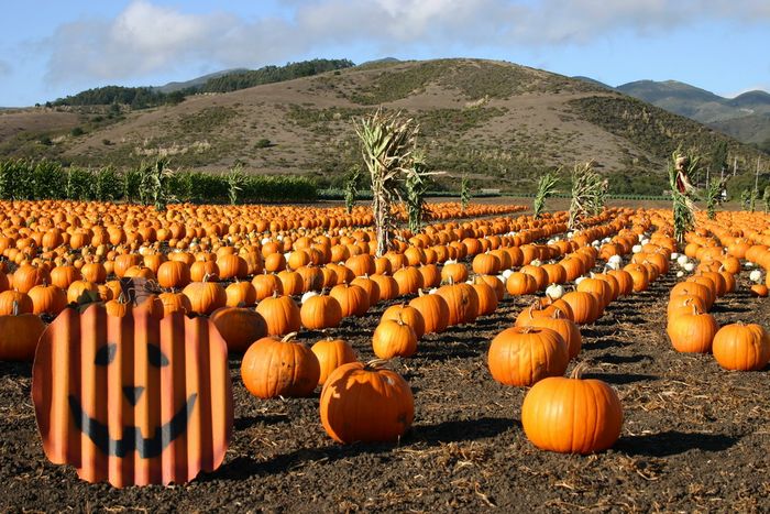 California Pumpkin