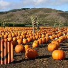 California Pumpkin