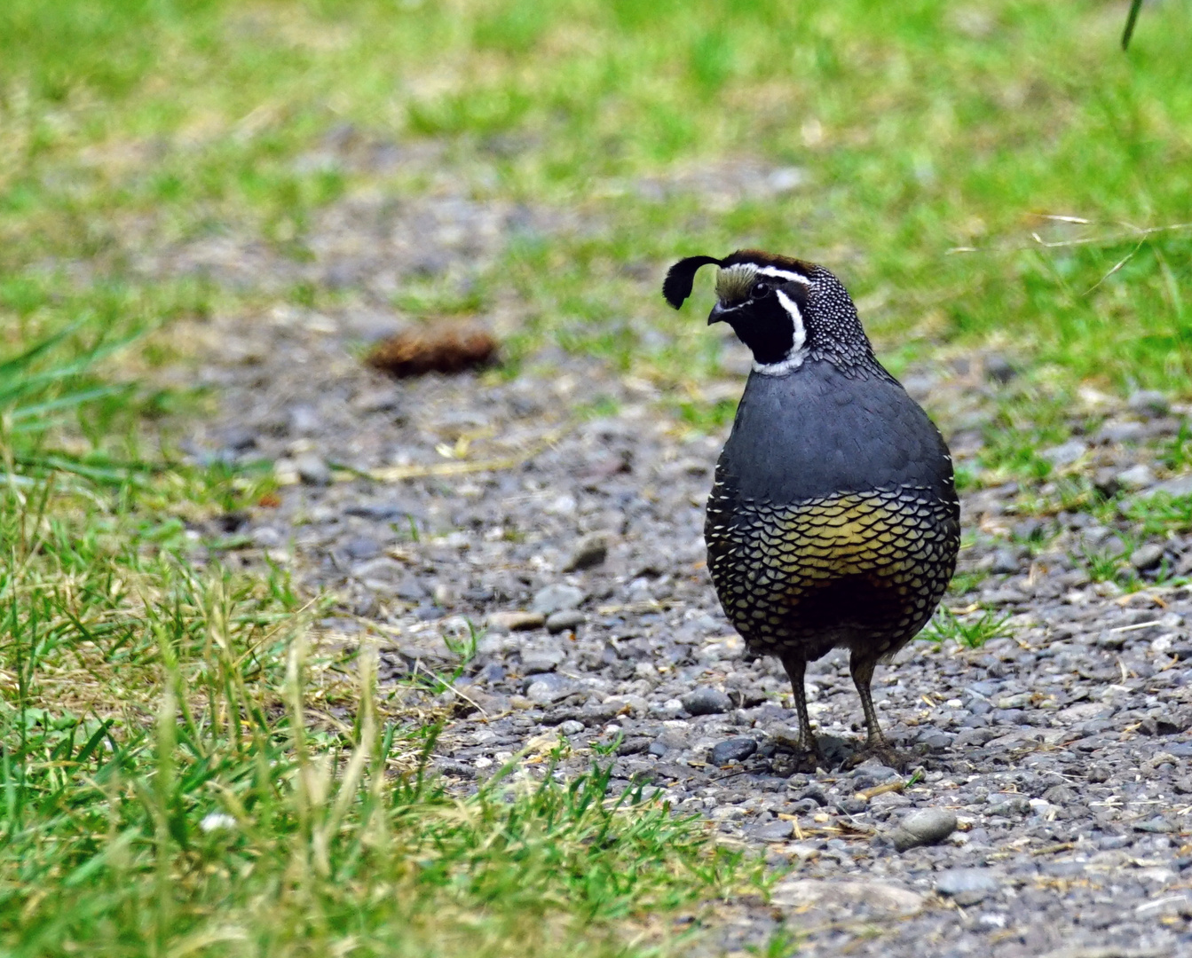 California quail